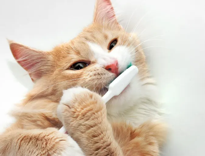 Cat Toothbrush Yellow